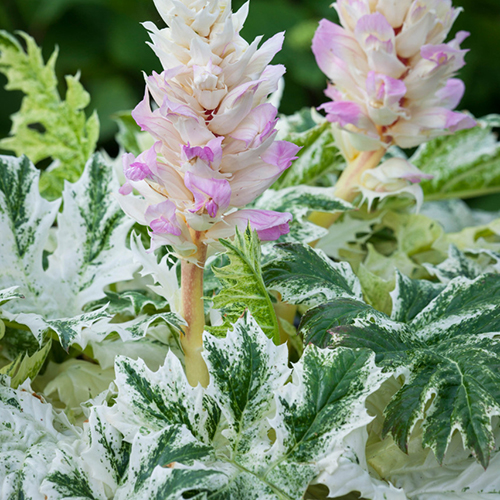 Acanthus 'Whitewater'