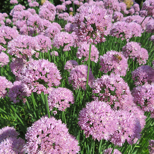 Allium 'Summer Beauty' - Klik op de afbeelding om het venster te sluiten