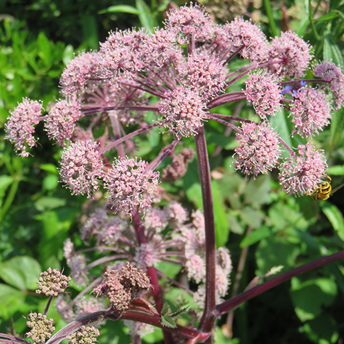 Angelica 'Vicars Mead'