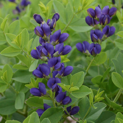 Baptisia selectie donker paars