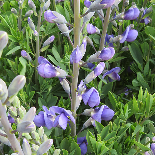 Baptisia australis 'Caspian Blue' - Klik op de afbeelding om het venster te sluiten