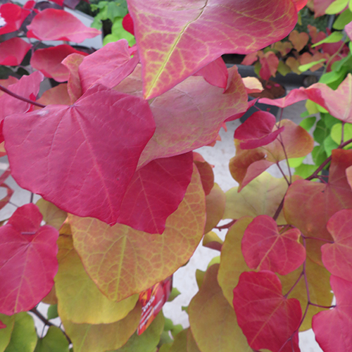 Cercis canadensis 'Eternal Flame'
