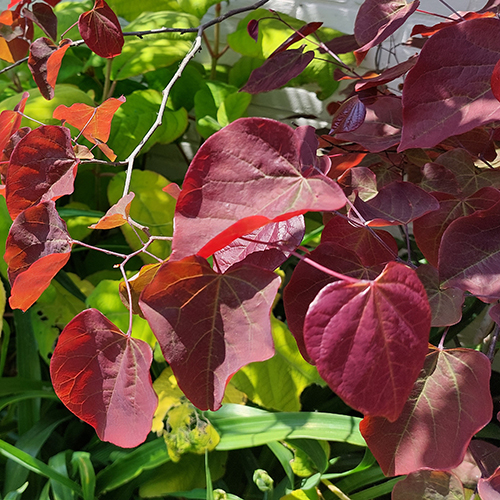 Cercis canadensis 'Forest Pansy'
