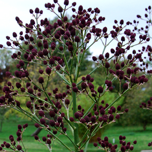 Eryngium pandanifolium 'Physic Purple'