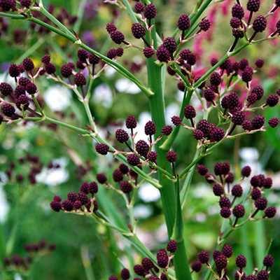 Eryngium pandanifolium 'Physic Purple' - Klik op de afbeelding om het venster te sluiten