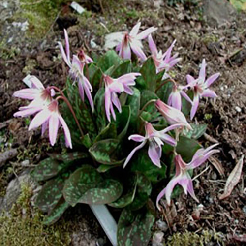 Erythronium dens-canis 'Lilac Wonder'