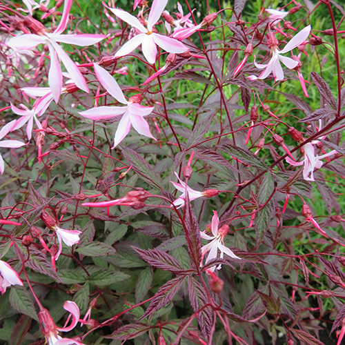 Gillenica trifoliata 'Pink Profusion'