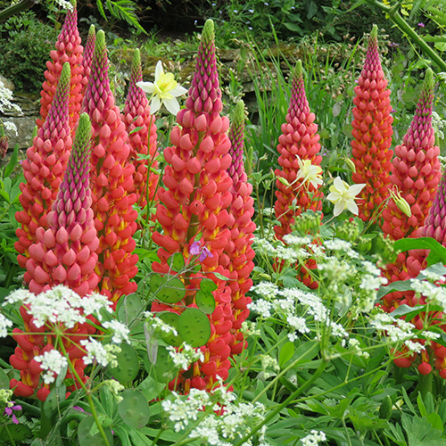 Lupinus 'Tequilla Flame'