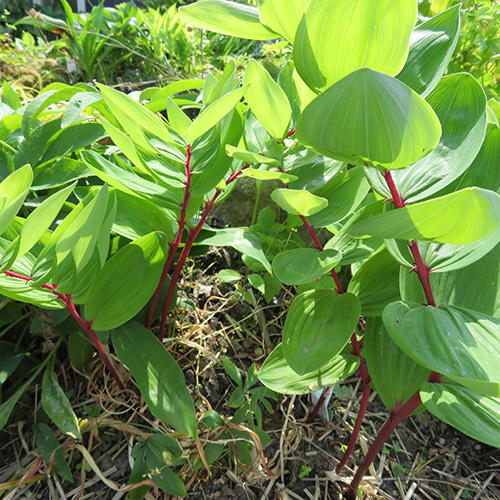 Polygonatum odoratum var. red stem