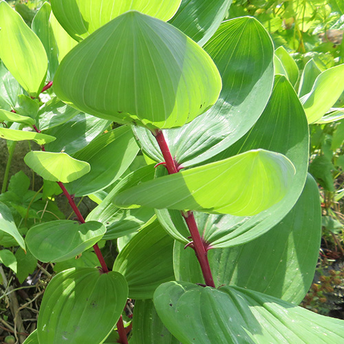 Polygonatum odoratum var. red stem