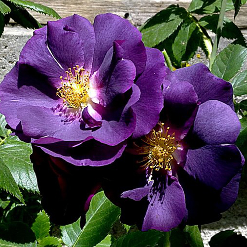 Rosa 'Rhapsody in Blue' - Klik op de afbeelding om het venster te sluiten