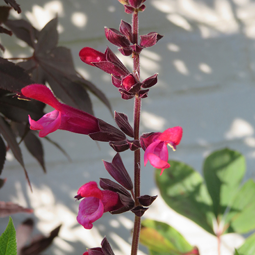 Salvia guaranitica 'Amante' - Klik op de afbeelding om het venster te sluiten