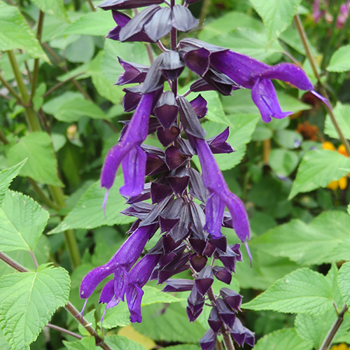 Salvia guaranitica var. purpurea - Klik op de afbeelding om het venster te sluiten